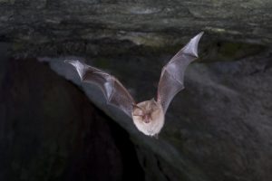 Lesser horseshoe bat in flight