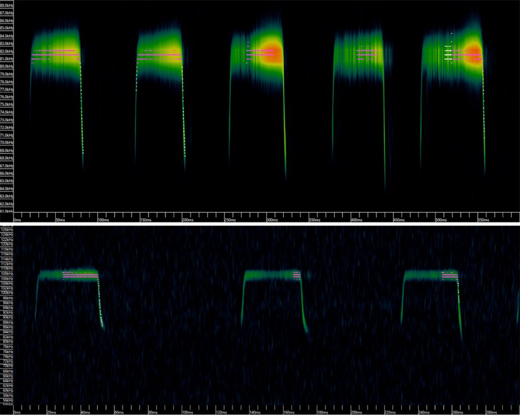 Horseshoe echolocation