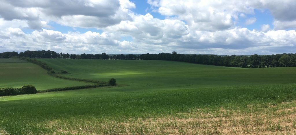 Bats follow hedgerows and treelines act as a wildlife corridor